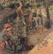 Camille Pissarro The Apple Pickers oil on canvas